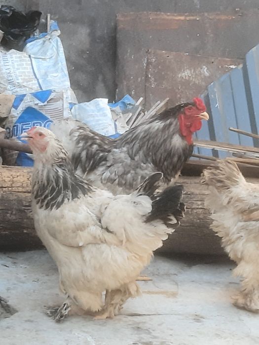 Светлые Брама куры