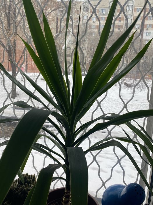 Продам алое 5 лет в горшке