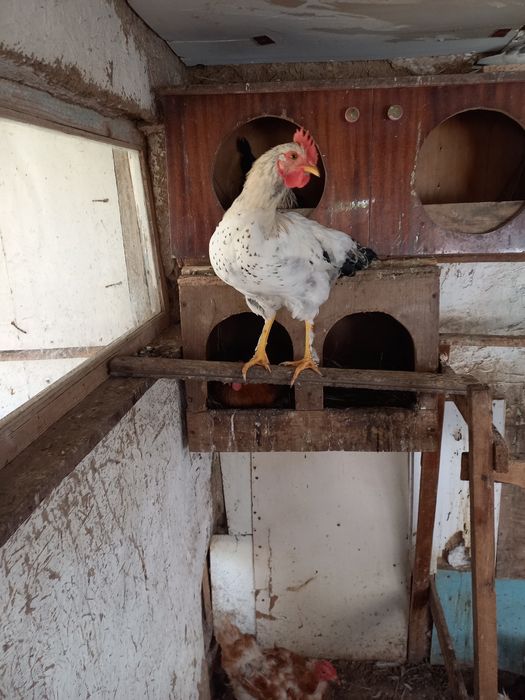 Петухи молодые и курочки
