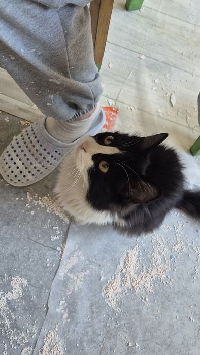 Отдам кота срочно