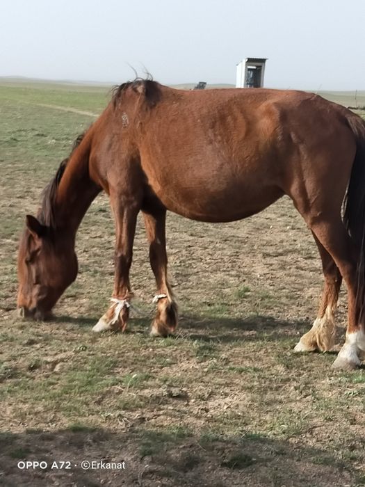 Бие сатылады 2 бас