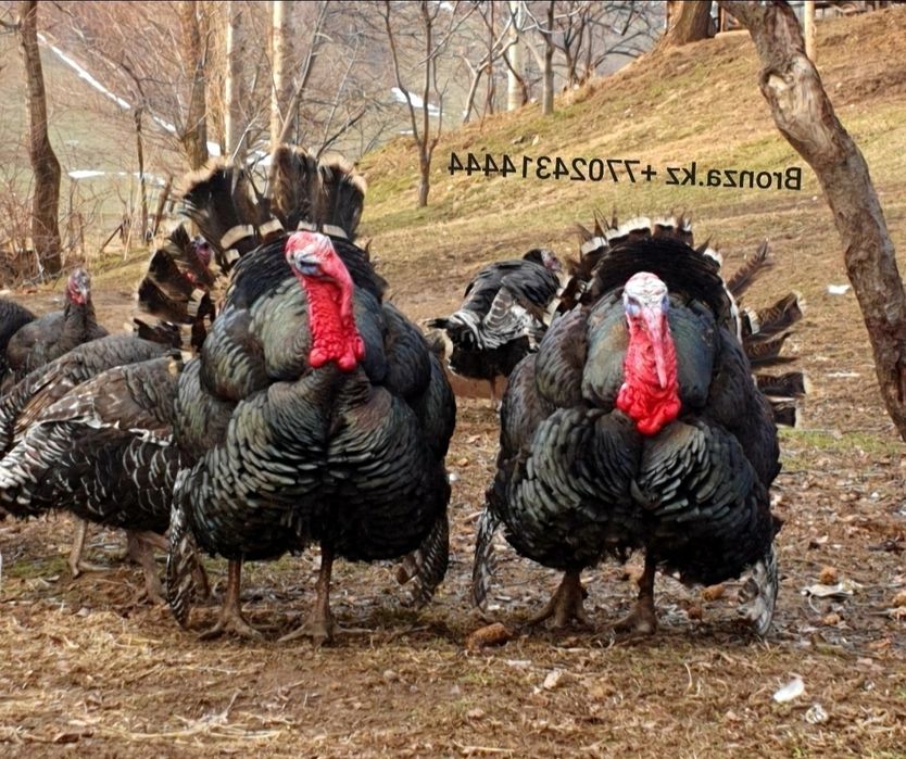 Үндік жұмыртқасы Бронза 708