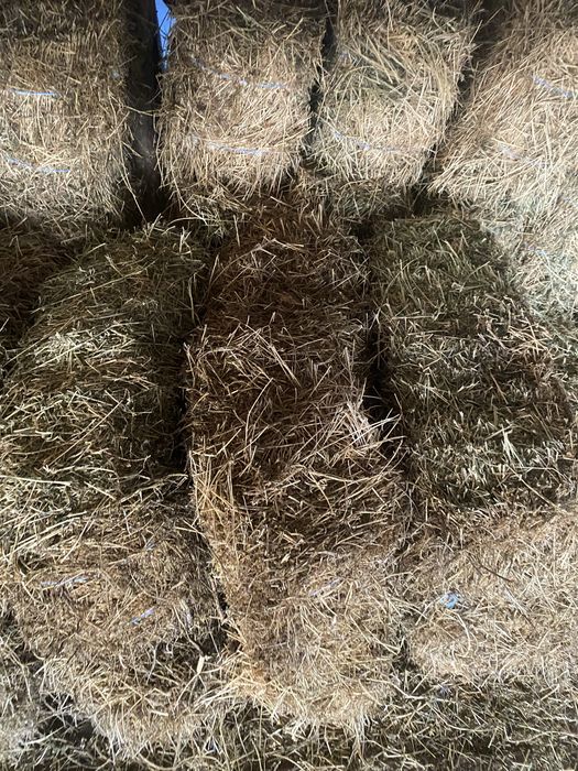 Baloti lucerna si fan