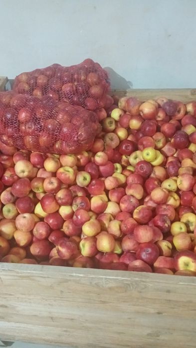 Mere de vânzare Cajvana