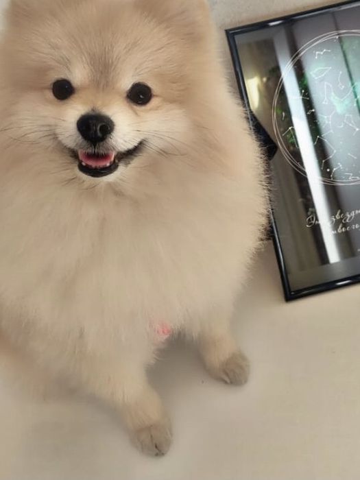 Вязка шпиц под щенка