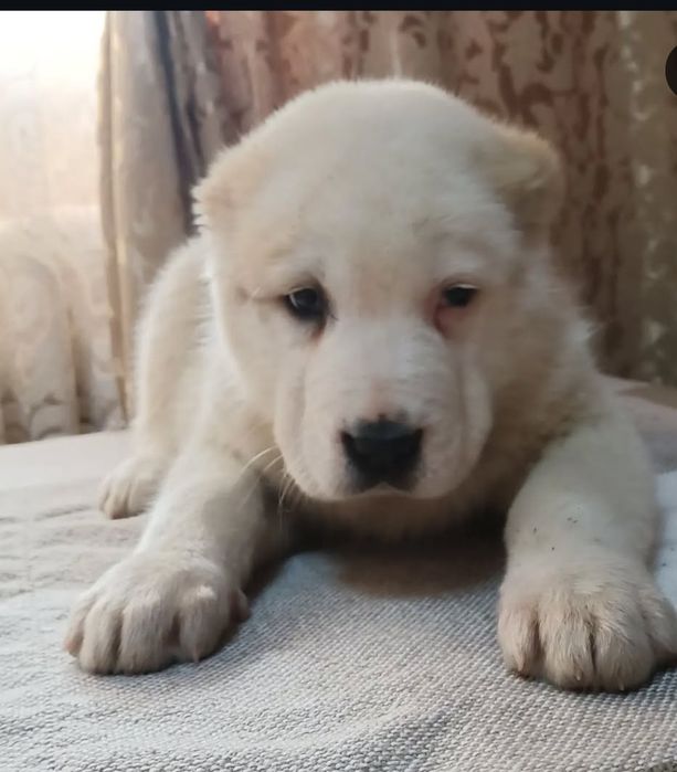 Породные щенки САО Алабай