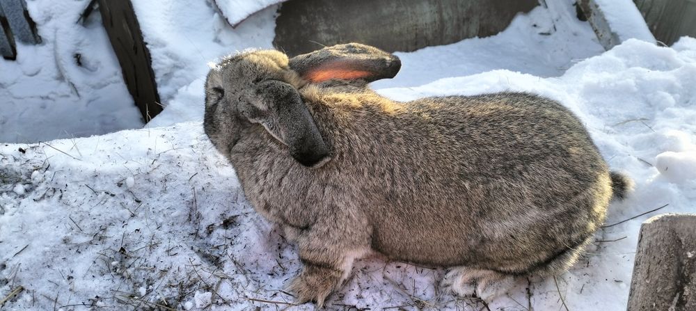 Продам девочку помесь фландер с великаном