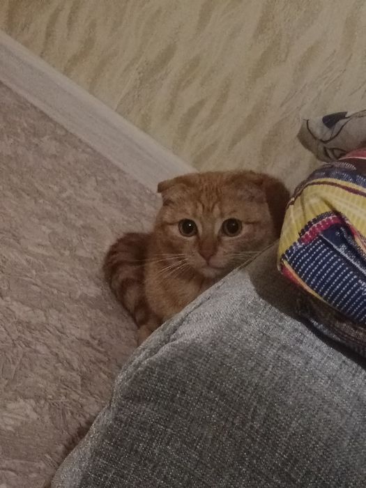 Отдам молодую кошечку в добрые руки