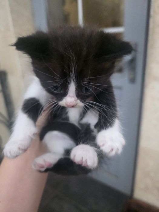 Отдам котят в хорошие руки