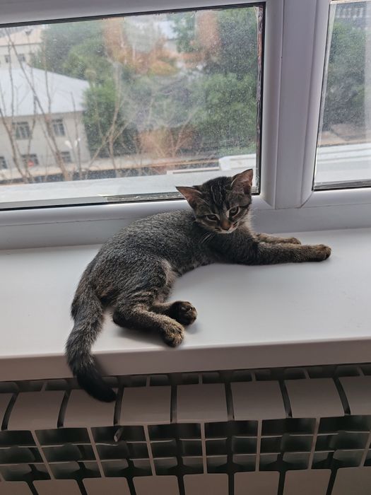 Отдам котенка в добрые руки