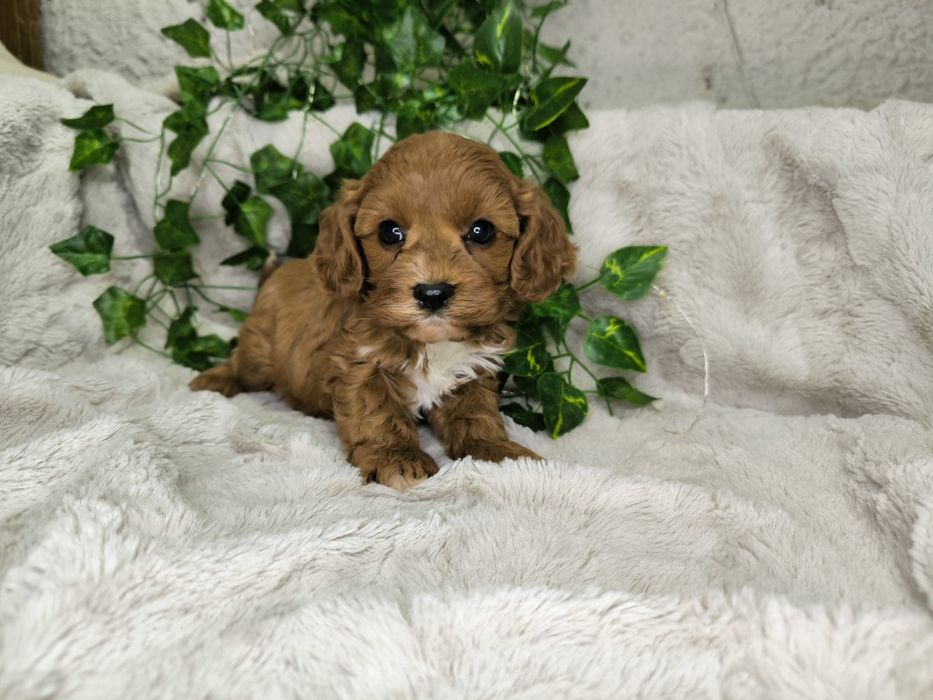 Vand baietel Cavapoo F1