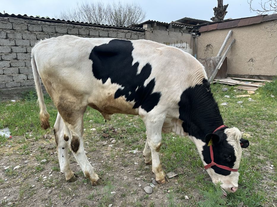 Buqa sotiladi golshteyn