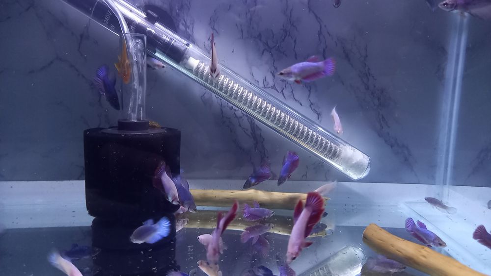 петушокла сотилади оптом fish