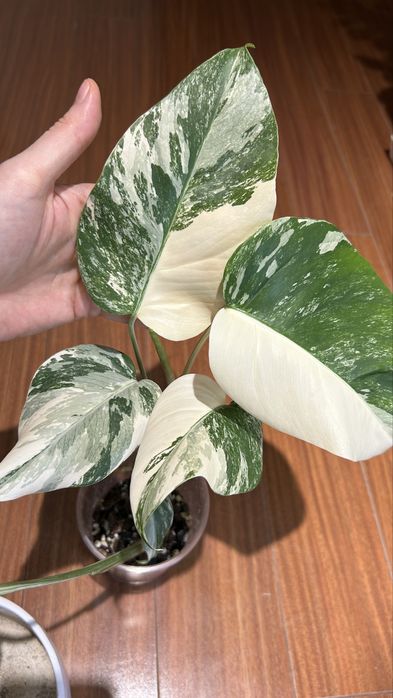 Монстера альба, шикарная вариегатность