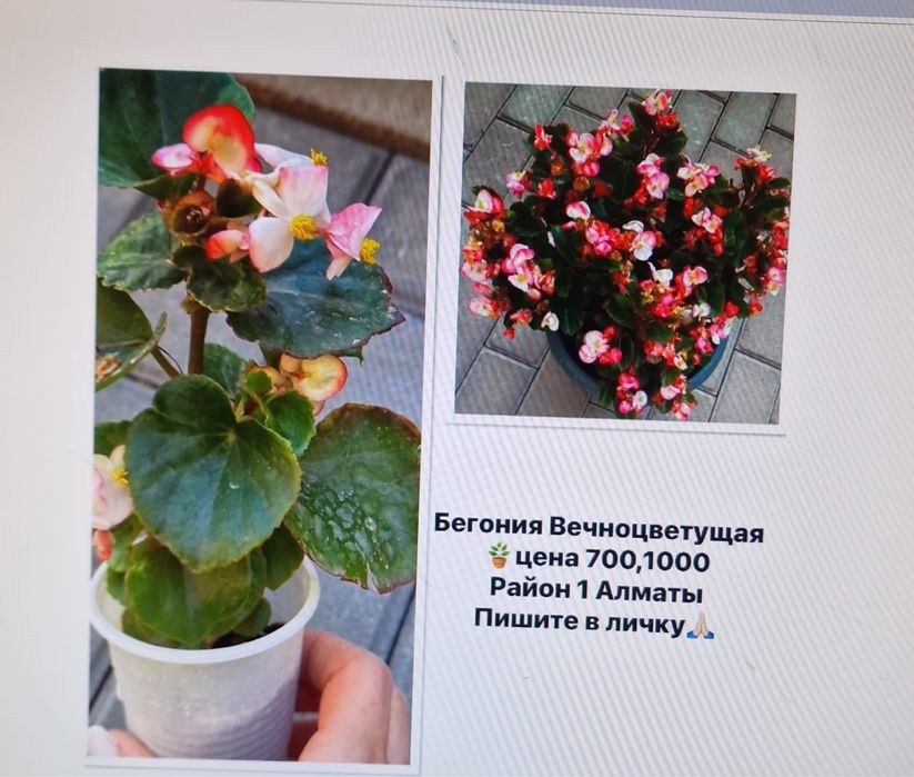 Продам Бегонии вечноцветущие