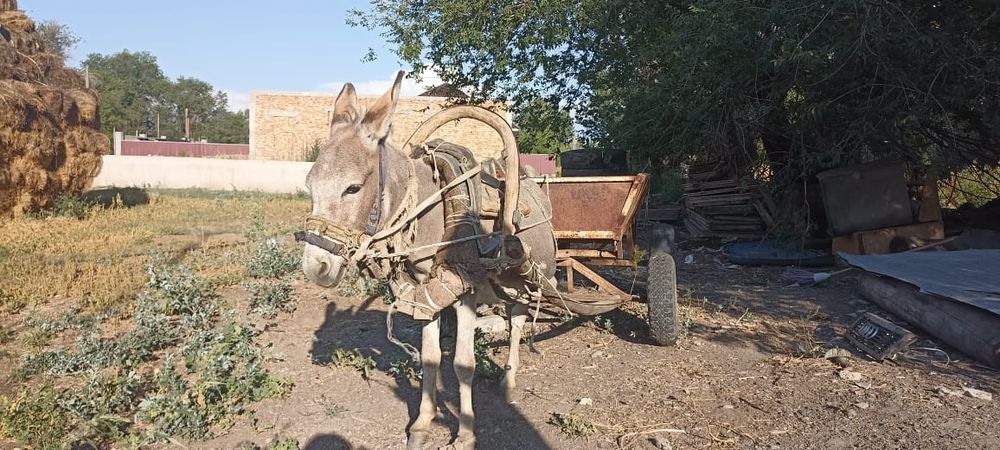 Ешек арба сатылады
