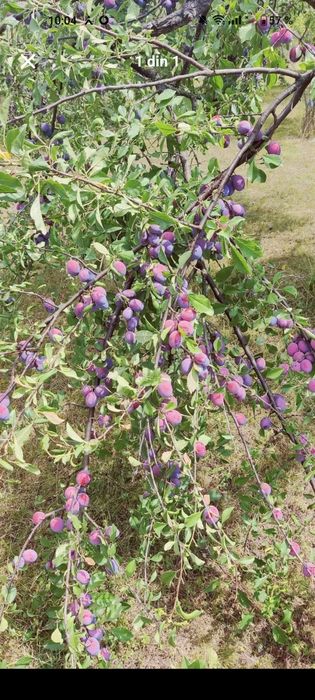 Vand prune pt tuica