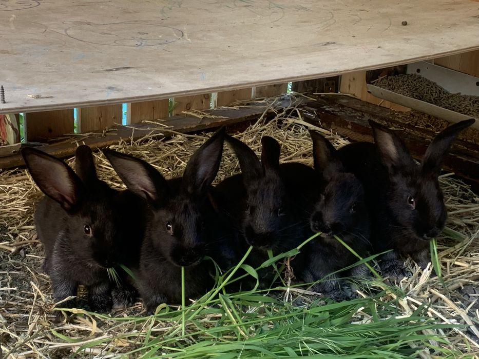 Кролики полтавское серебро