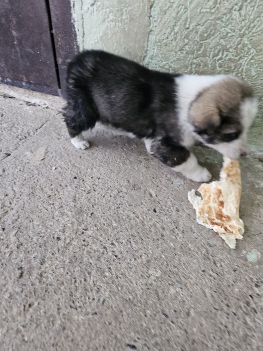 Щенки в добрые руки бесплатно