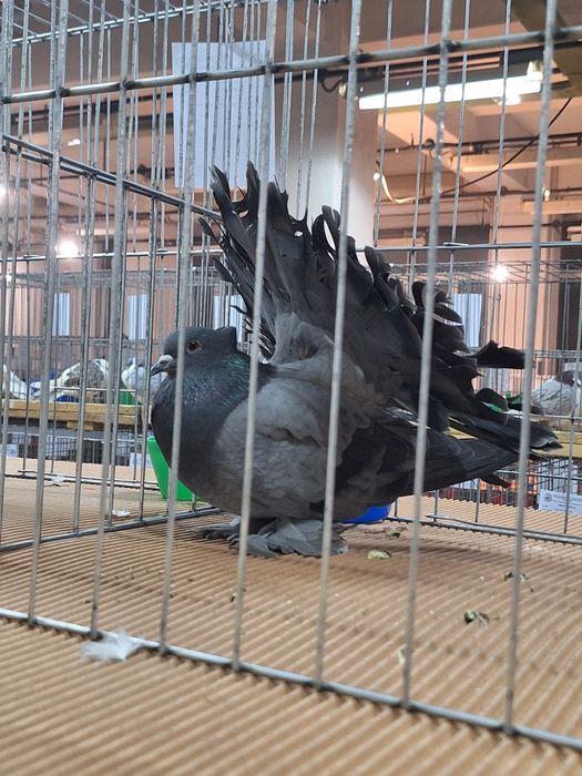 INDIENI Voltati indieni