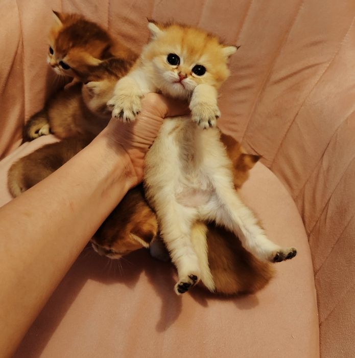 Котята Шиншиллы золото