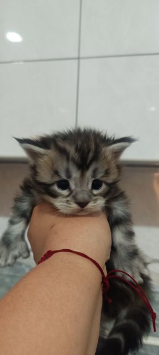 Котята мейкунчики