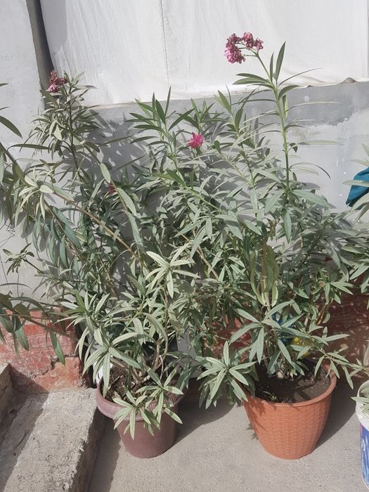 тувак гуллари ва бог гуллари