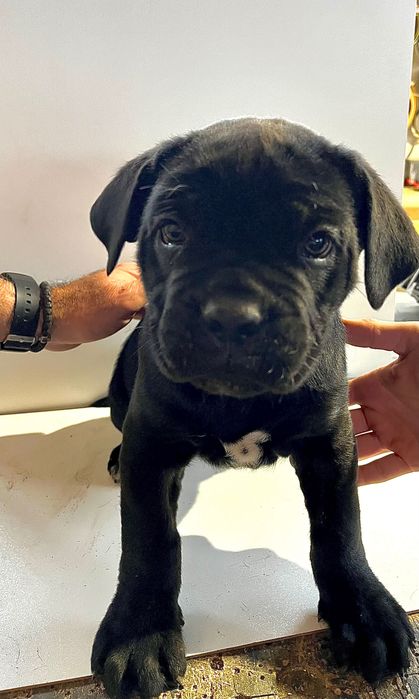 Продавам бебета Кане Корсо