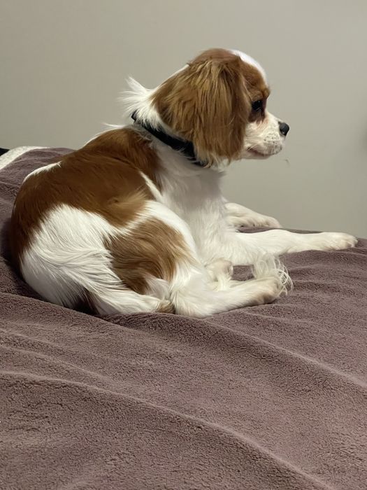 Cavalier King Charls Spaniel
