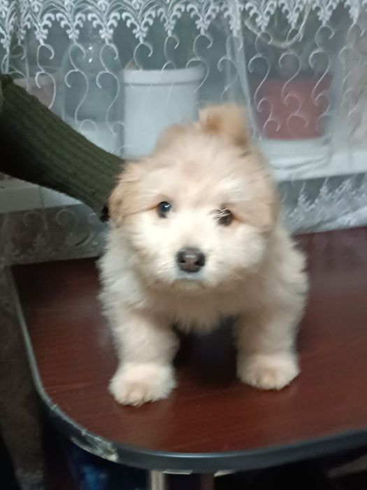 Щенки помесь с Чау- чау