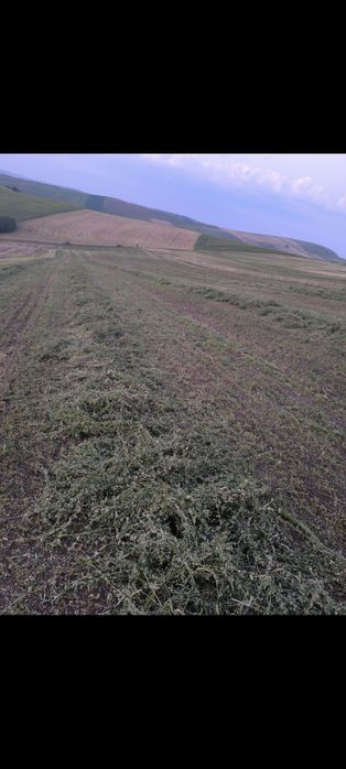 Baloti lucernă marunta pentru miei