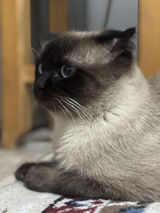 Сиамский Кот,Алматы