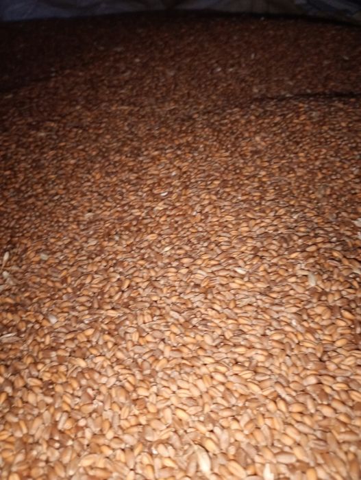 Grau ,ovaz, orzoaica,porumb 2025