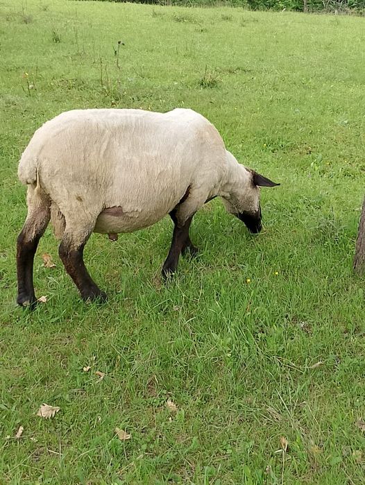 Berbec suffolk de vanzare