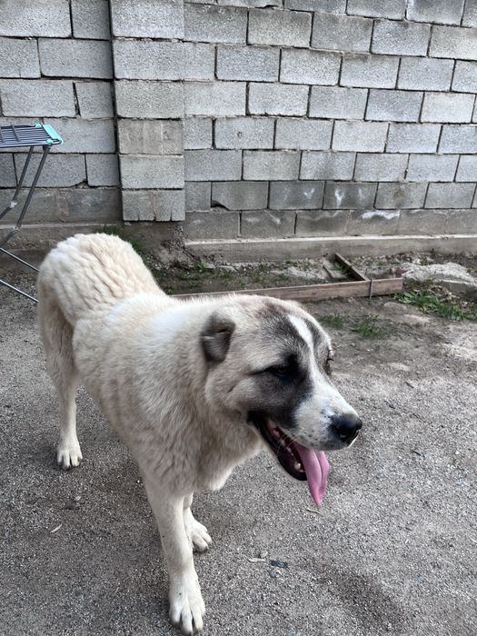 Алабай продается