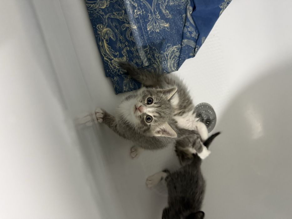 Котят бесплатно отдадим