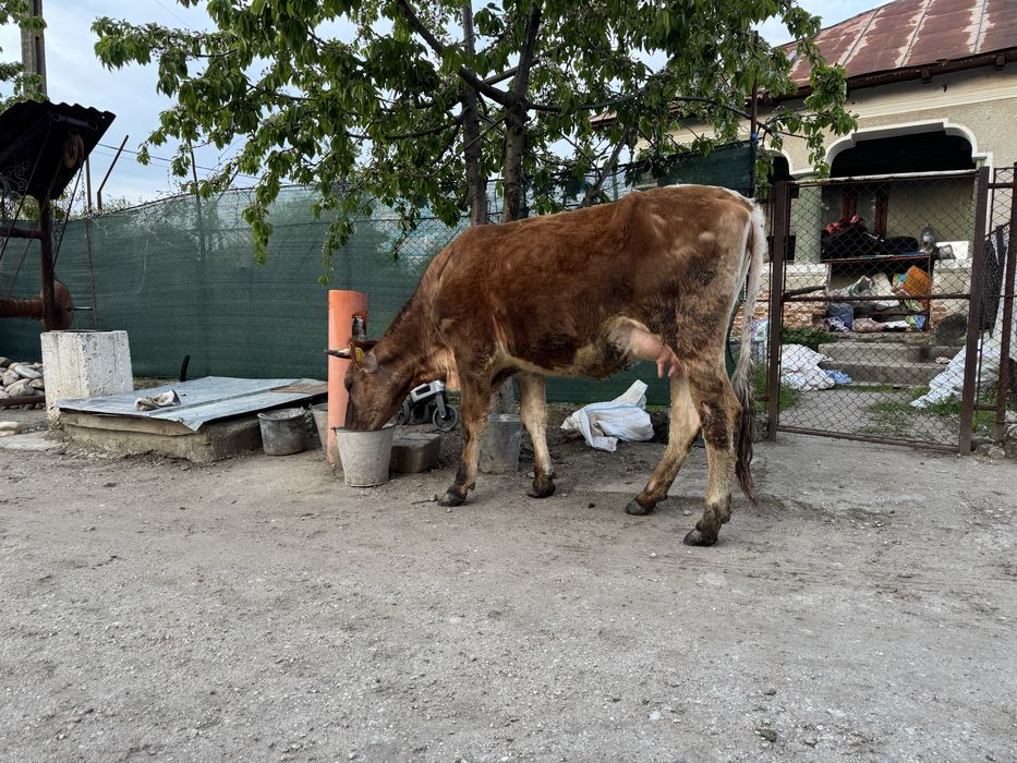 Vaca  baltata romaneasca