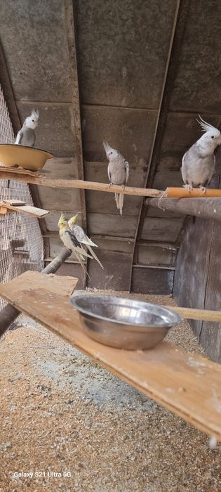 Perechii Nimfe  mature