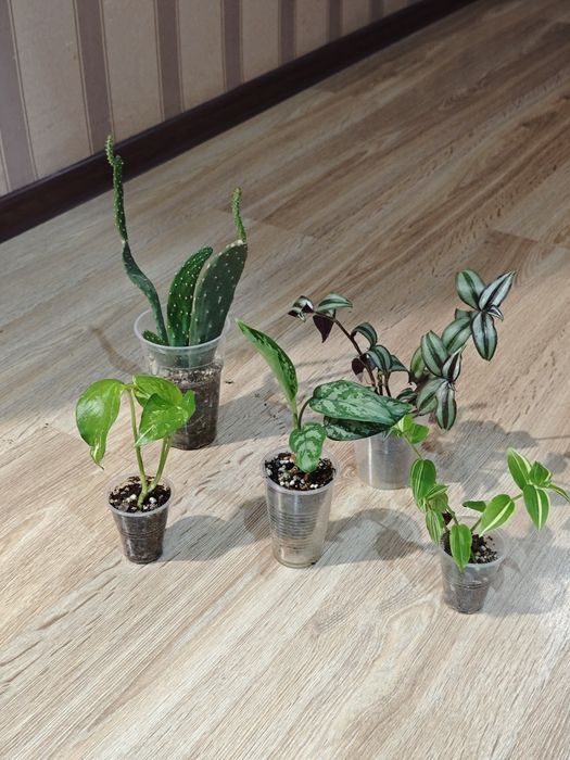 Цветы гул гүл суккуленты