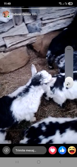 Ie de vânzare de paste