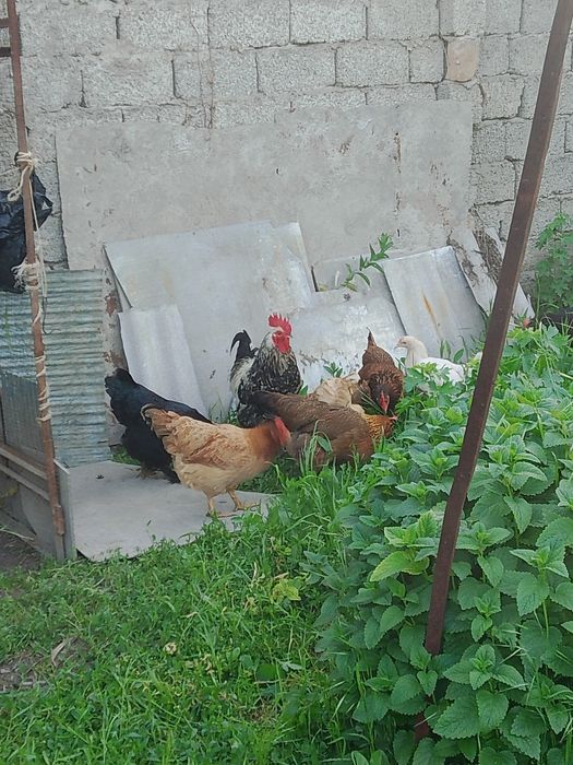 damashniy tovuq tuxumlari bor