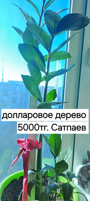 Комнатные цветы.