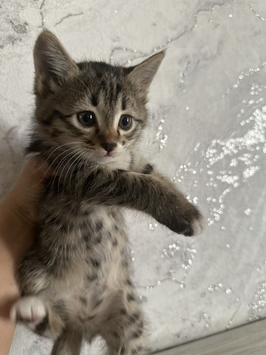 Котята на добрых руках