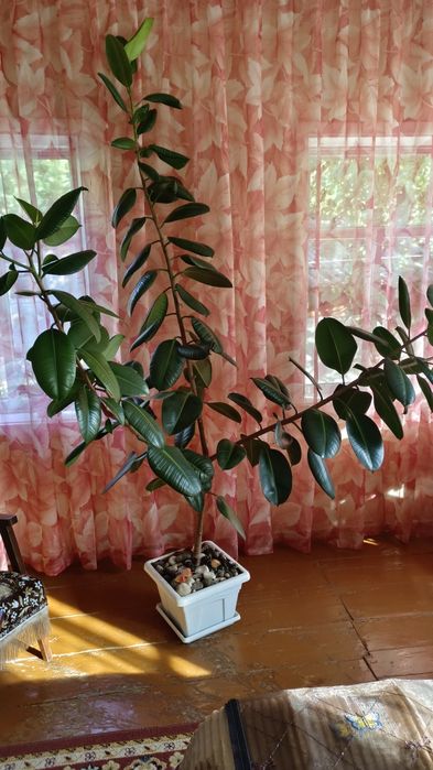 Продам фикус каучуконосный