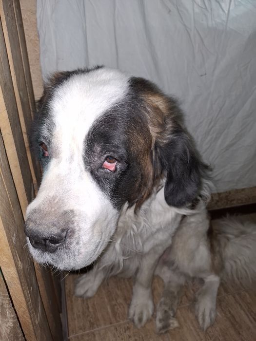 Ищем невесту для сенбернара