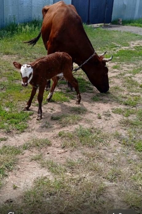 Корова красностепная