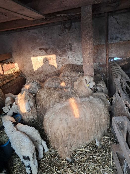 Oi cu miei (oacheșe si bale )