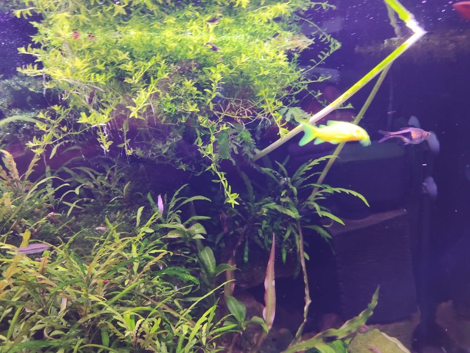 Аквариумные растения