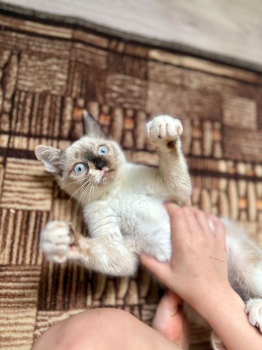 Отдам котёнка в добрые руки