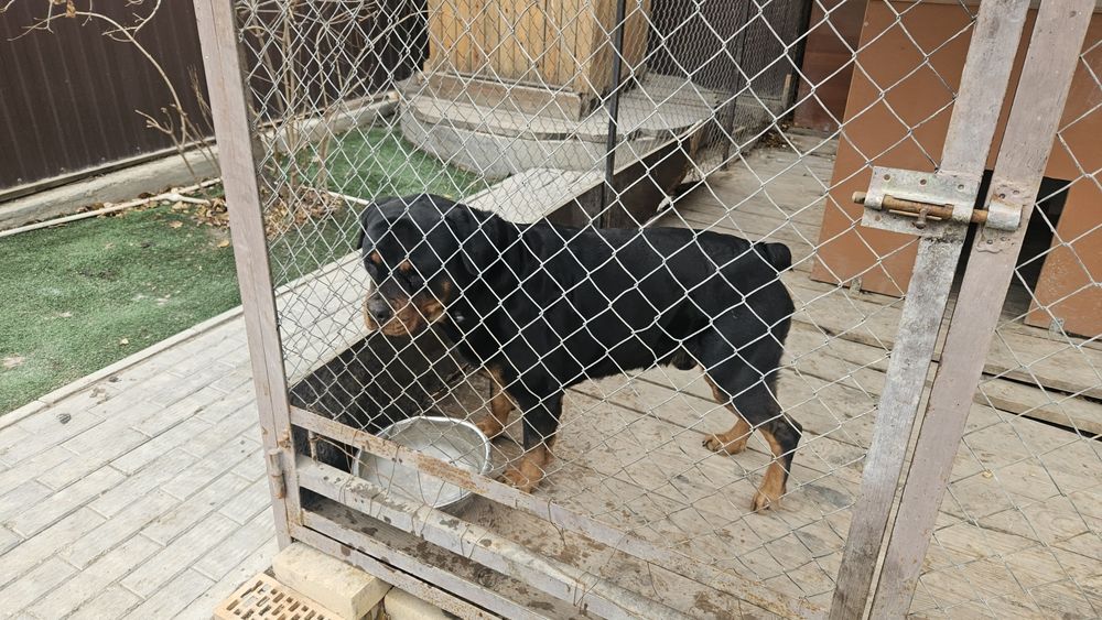 Ротвейлер 3 года